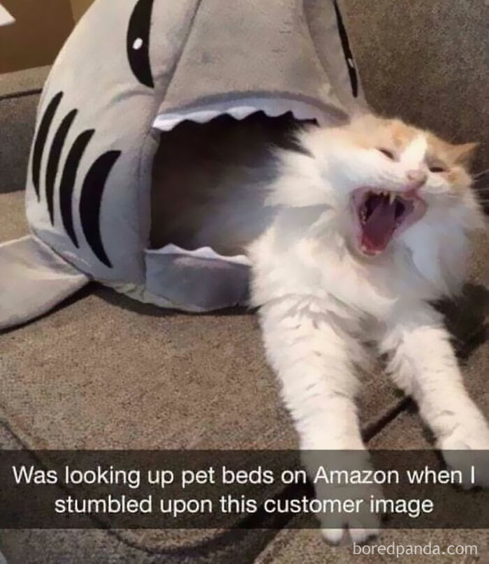 Hilarious-Funny-Animal-Memes