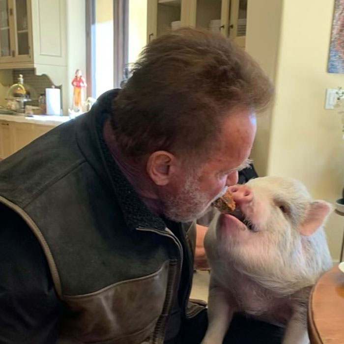 From Lulu The Donkey To Schnelly The Pig: Meet Arnold Schwarzenegger&rsquo;s Pet Paradise