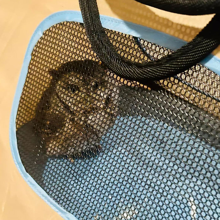 This Owl Didn’t Give A “Hoot”: Owl Rescued From Connecticut Home After Hiding Among Board Games This Owl Didn’t Give A “Hoot”: Owl Rescued From Connecticut Home After Hiding Among Board Games