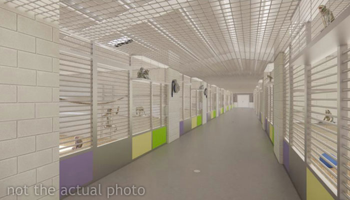 &ldquo;What If One Gets Out?&ldquo;: Residents Of Georgia Town Rally Against Farm To House 30,000 Monkeys