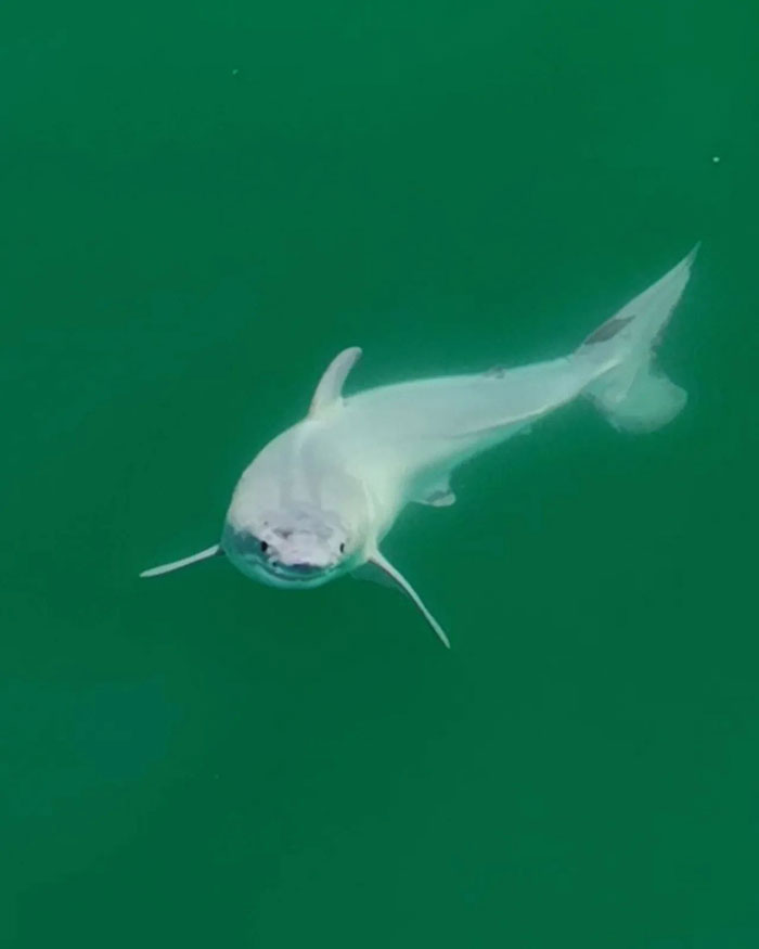 “Absolutely Mesmerizing”: Everyone’s Fawning Over First-Ever Photos Of A Baby Great White Shark “Absolutely Mesmerizing”: Everyone’s Fawning Over First-Ever Photos Of A Baby Great White Shark