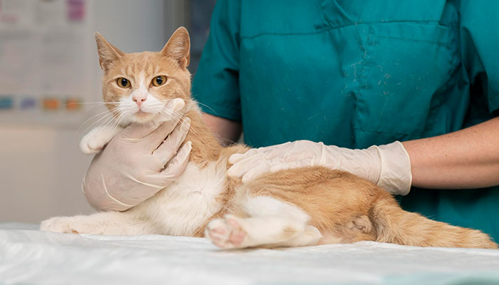 &ldquo;Some Things Shouldn&rsquo;t Breed&rdquo;: Animal Shelter Promotes A Hilarious Valentine&rsquo;s Day Campaign