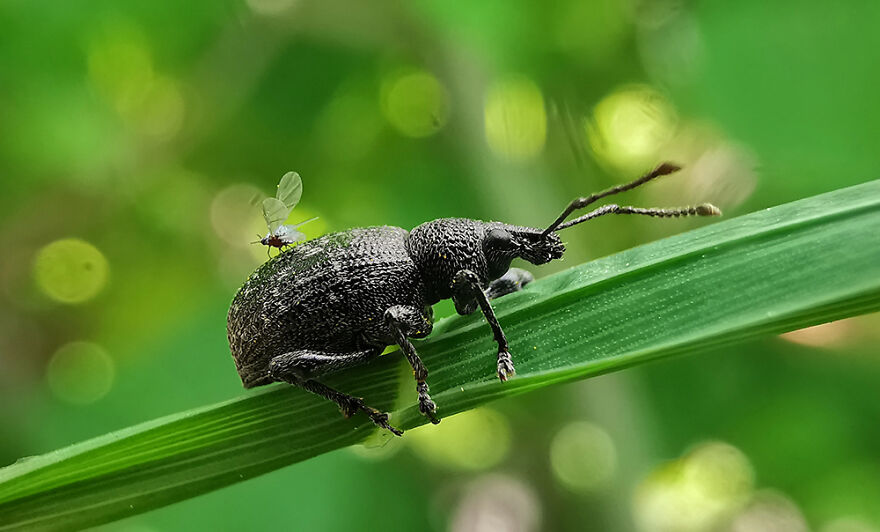 Stowaway By Jaroslaw Bryla