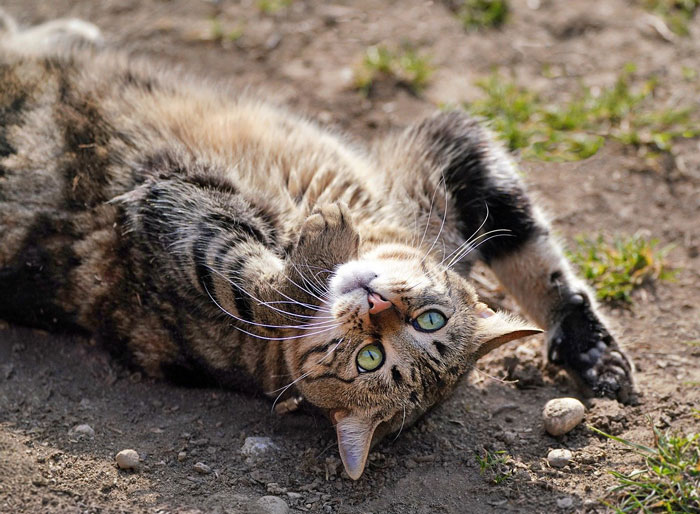 Cat rolling in dirt on a sunny day, displaying natural behavior outdoors.
