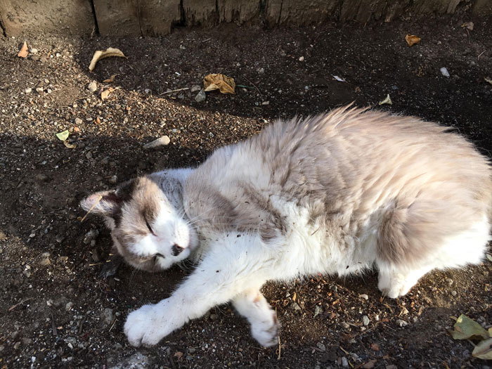 Cat rolling in dirt, enjoying the sun.