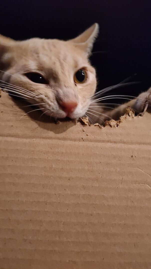 My Boy Joonie Who Loves Cardboard :)