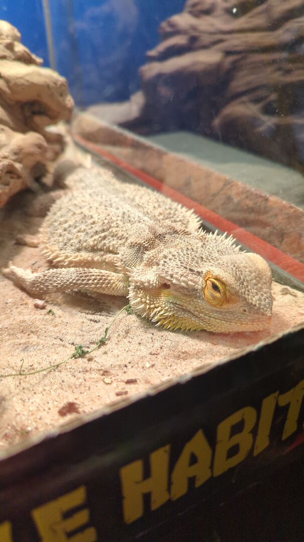 Puff The Bearded Dragon Aka Sleepy Baby