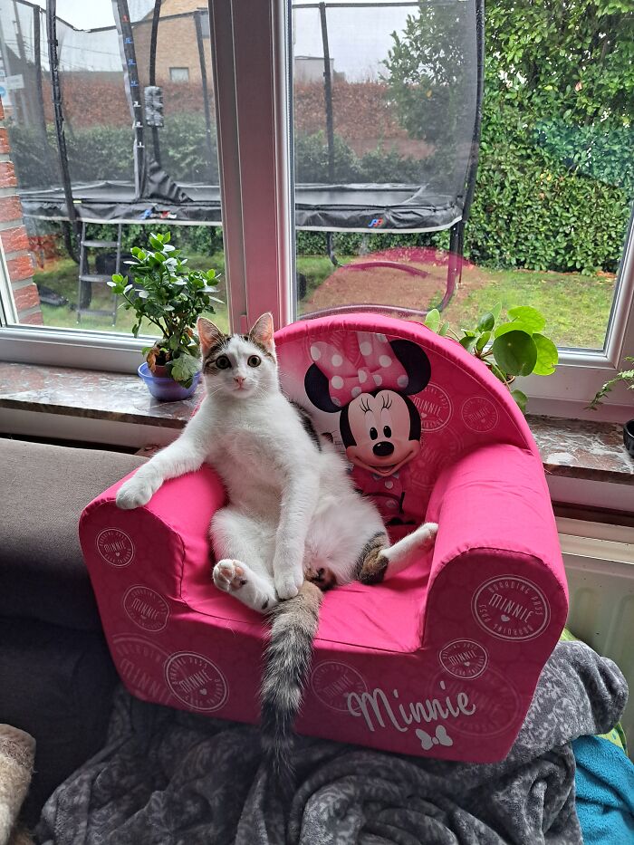 Cooper Is Having His Comfy Time