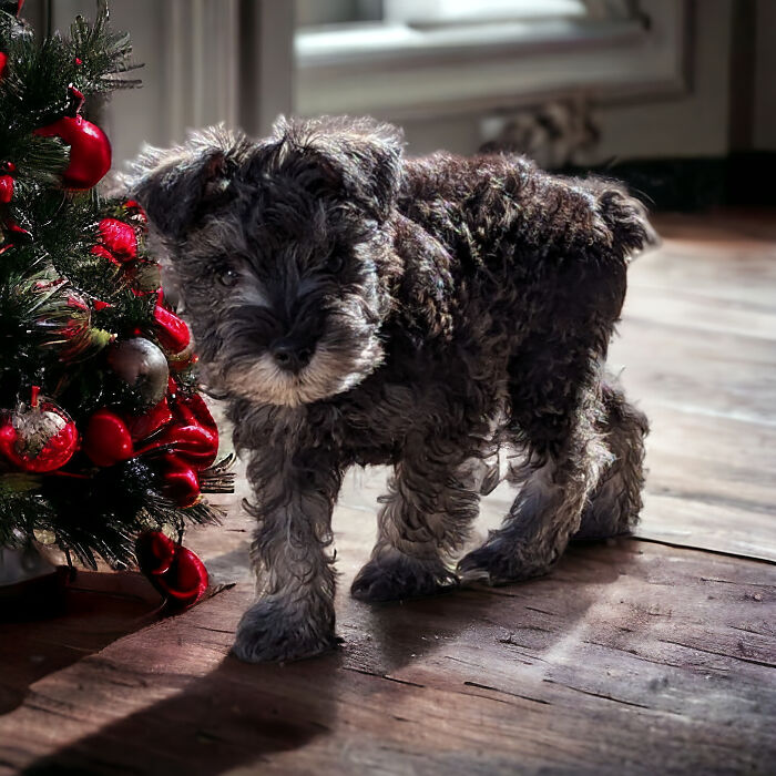 Looking For Presents Under The Tree