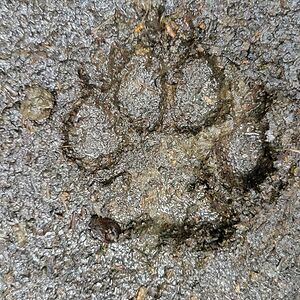 patricktriplett avatar