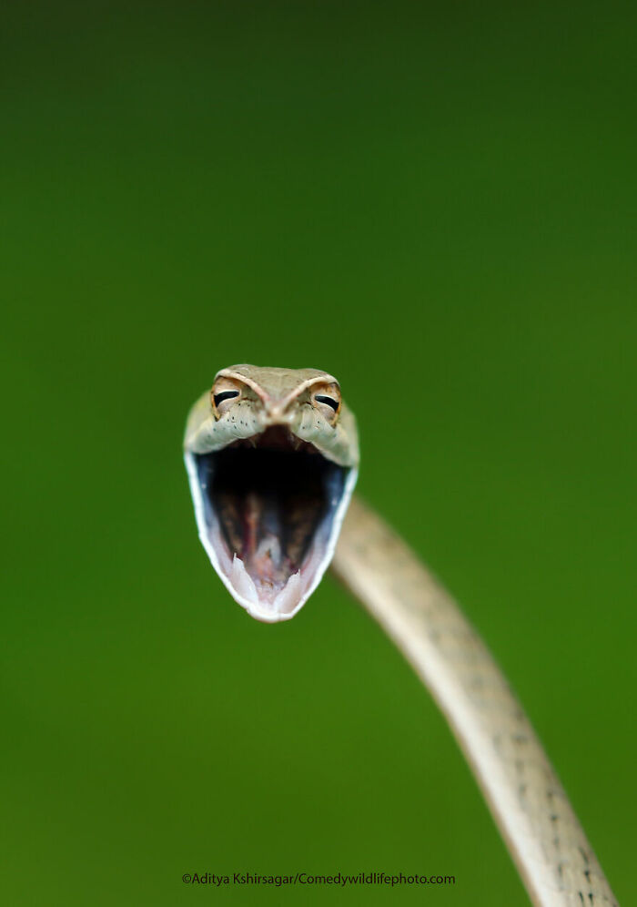 A snake with an open mouth, appearing to smile humorously, from the Comedy Wildlife Photography Awards.