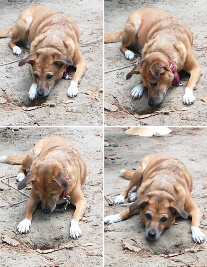 She's Sad Because The Chipmunk Won't Come Out To Play. Really, She Just Wants To Sniff It