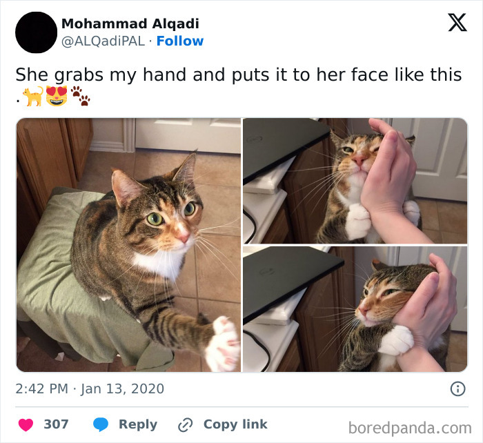 Hilarious-Funny-Animal-Memes