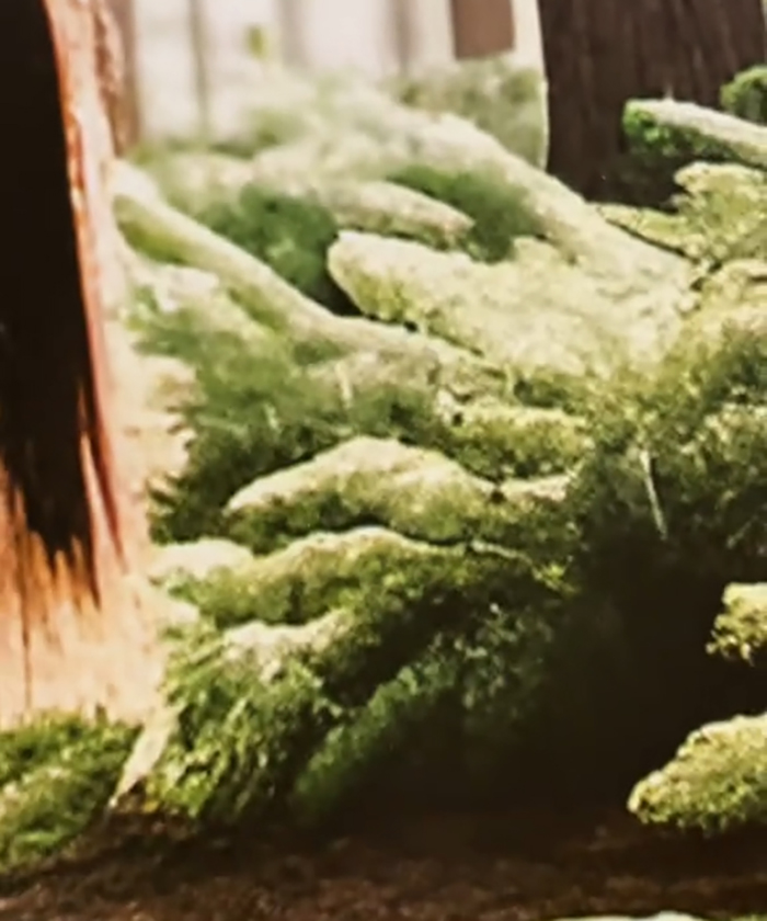 Esta mujer se compró un calendario con fotos de caballos, pero resultó ser demasiado extraño