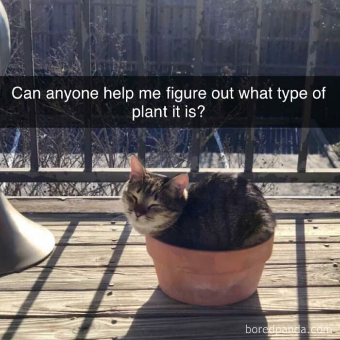 Hilarious-Funny-Animal-Memes