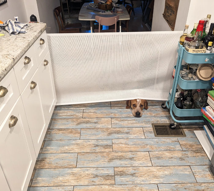 Banished From The Kitchen For Stealing Hamburger Buns Off The Counter