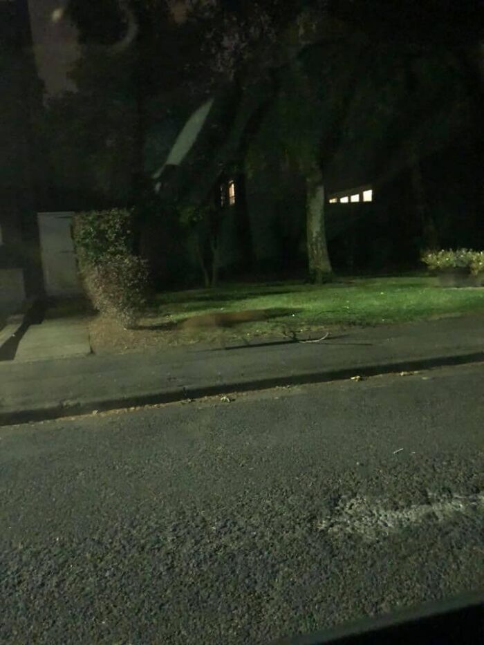 5 Years Ago Today I Took This Picture Of A Fox