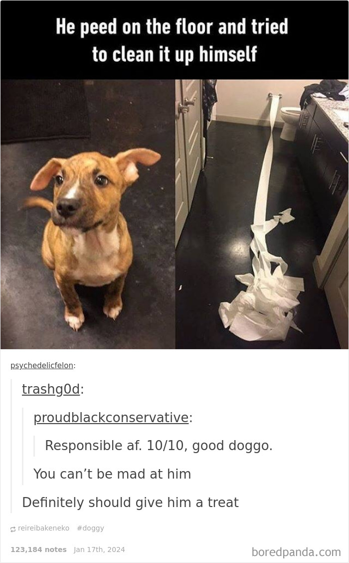 Funny-Animal-Memes-Posts