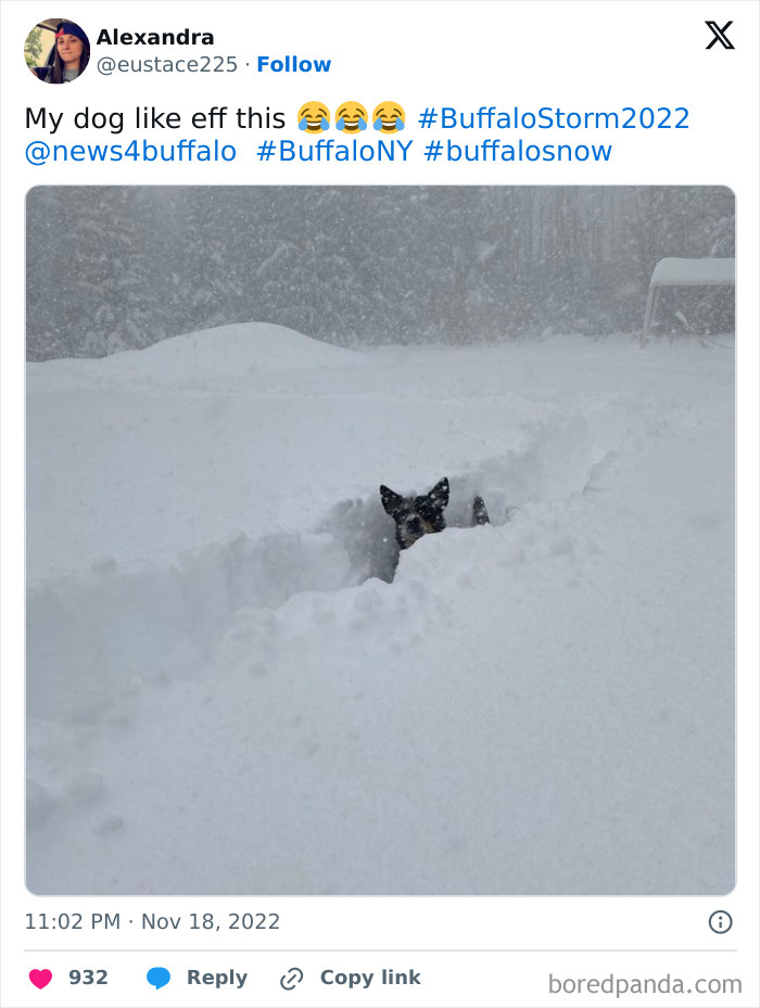 Oh, Poor Buffalo Baby