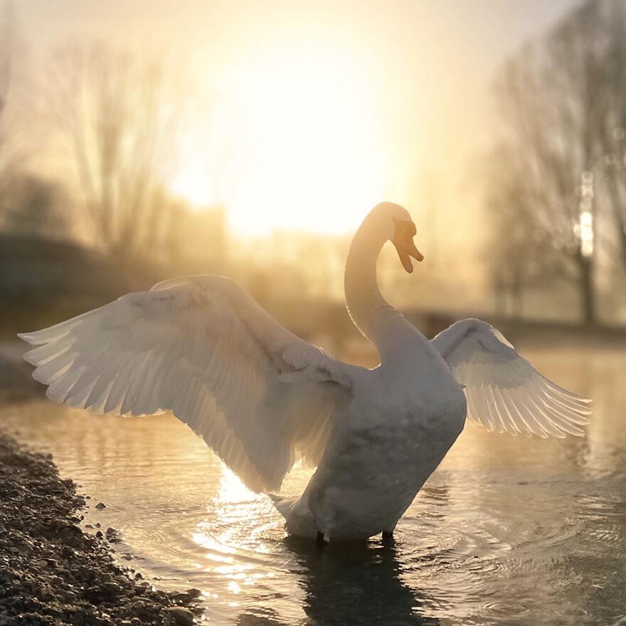 Shining By Mariko Klug