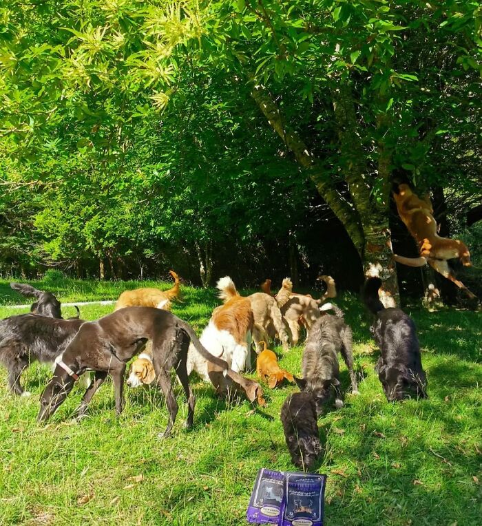 A Couple And Their 31 Four-Legged Family Members Found A Home After Their Video Asking For Help Went Viral