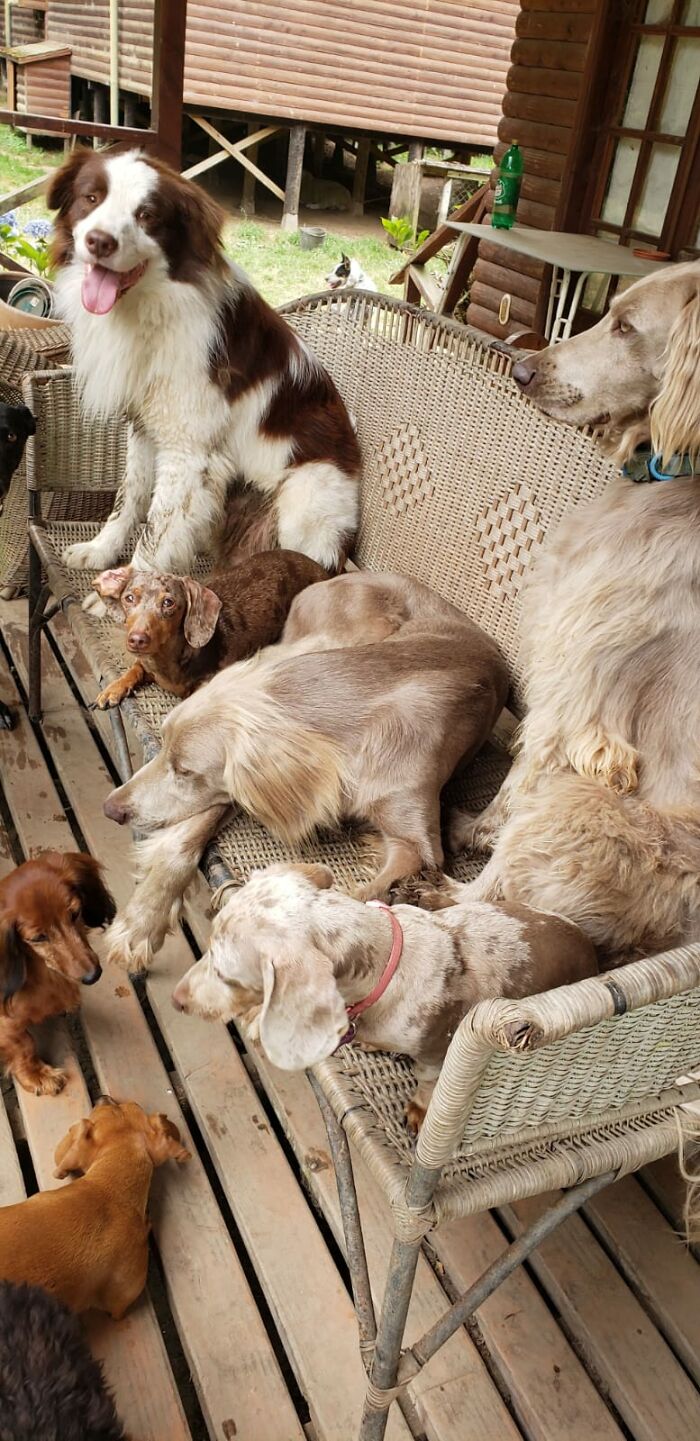 A Couple And Their 31 Four-Legged Family Members Found A Home After Their Video Asking For Help Went Viral