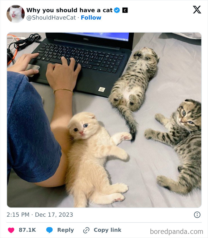 Reasons-Why-You-Should-Have-A-Cat