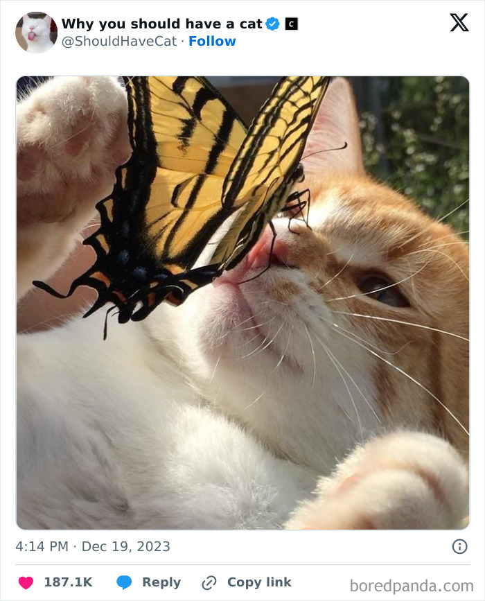 Reasons-Why-You-Should-Have-A-Cat