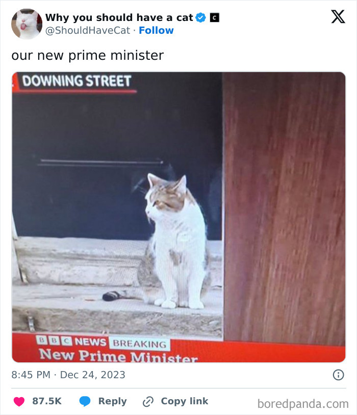 Reasons-Why-You-Should-Have-A-Cat