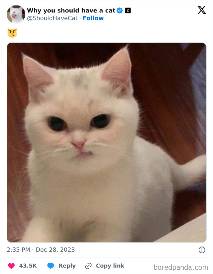 Reasons-Why-You-Should-Have-A-Cat