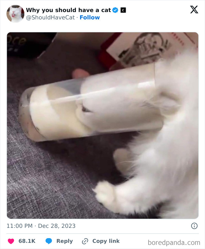 Reasons-Why-You-Should-Have-A-Cat