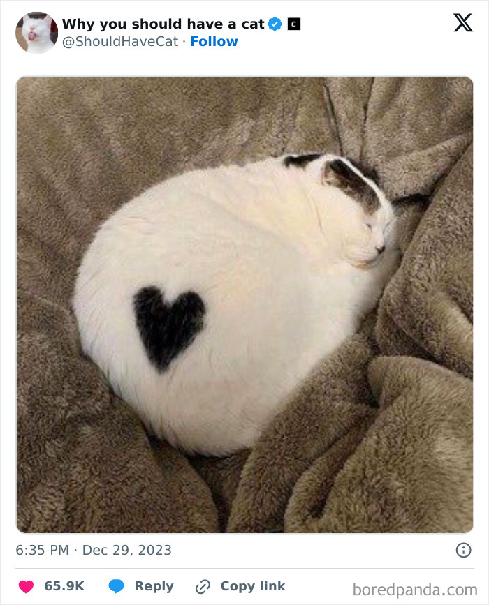 Reasons-Why-You-Should-Have-A-Cat