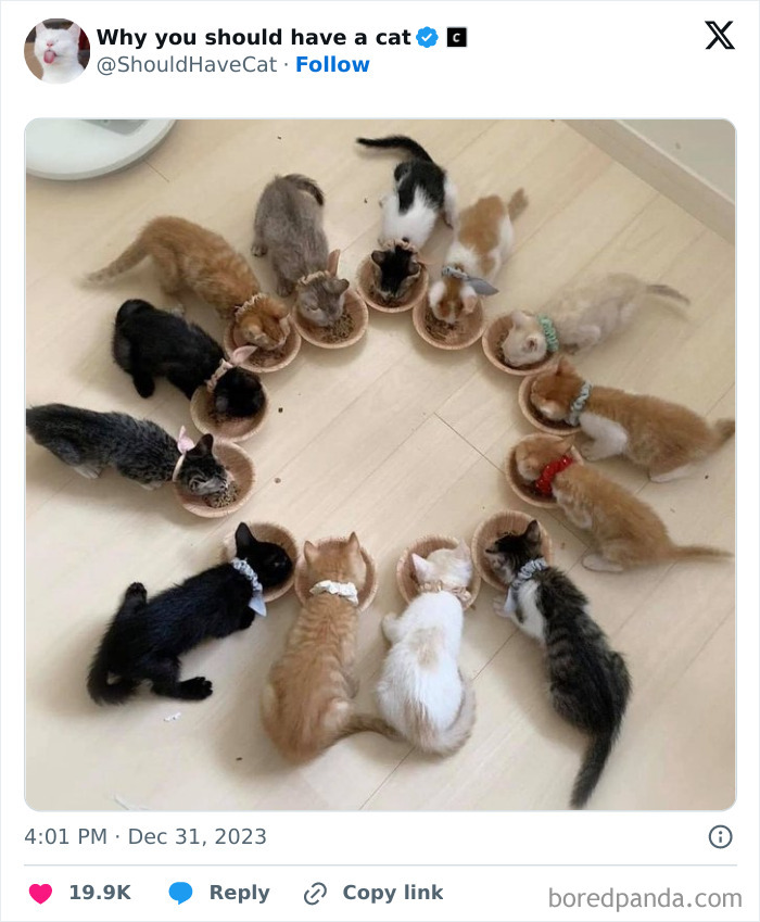 Reasons-Why-You-Should-Have-A-Cat