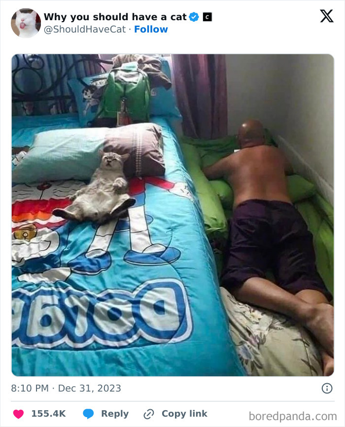 Reasons-Why-You-Should-Have-A-Cat