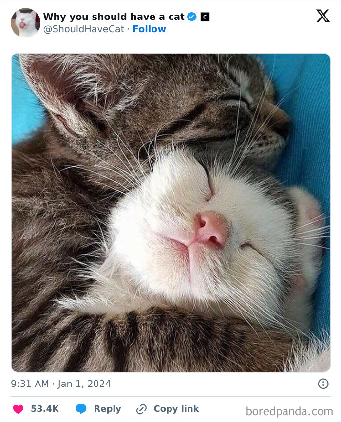 Reasons-Why-You-Should-Have-A-Cat