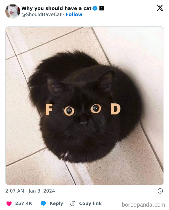 Reasons-Why-You-Should-Have-A-Cat