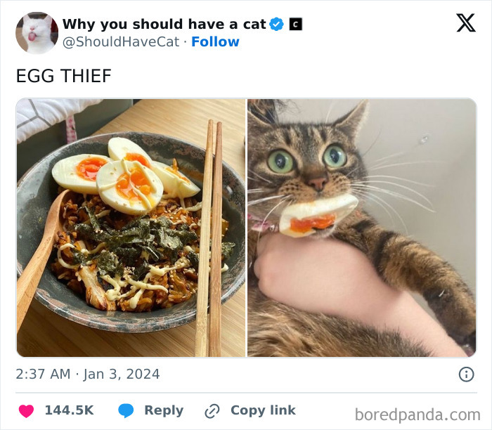 Reasons-Why-You-Should-Have-A-Cat