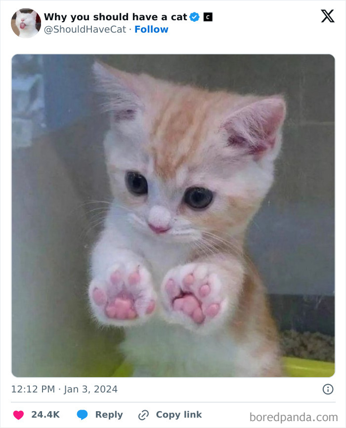 Reasons-Why-You-Should-Have-A-Cat