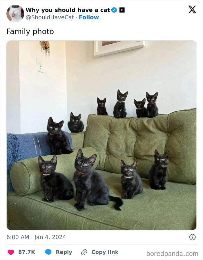 Reasons-Why-You-Should-Have-A-Cat