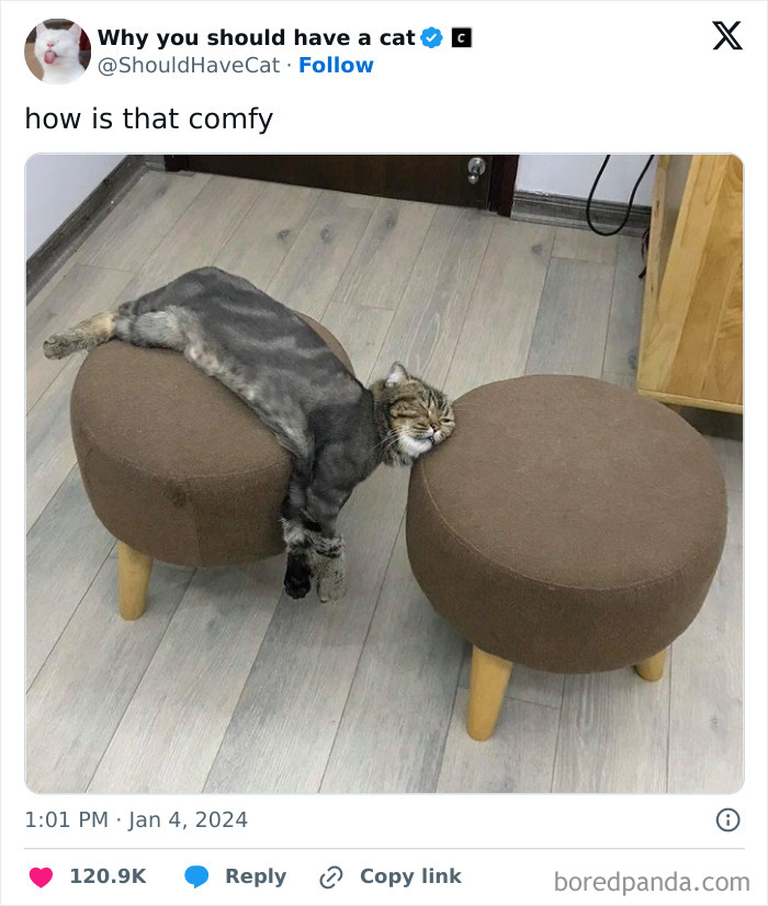 Reasons-Why-You-Should-Have-A-Cat