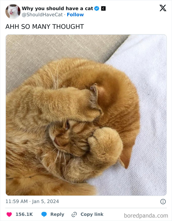 Reasons-Why-You-Should-Have-A-Cat