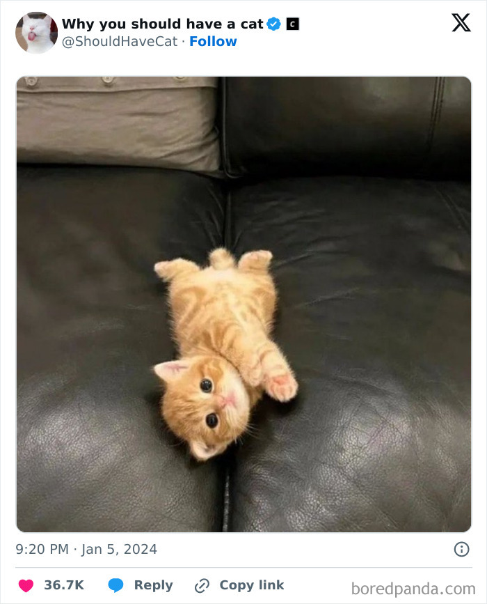 Reasons-Why-You-Should-Have-A-Cat