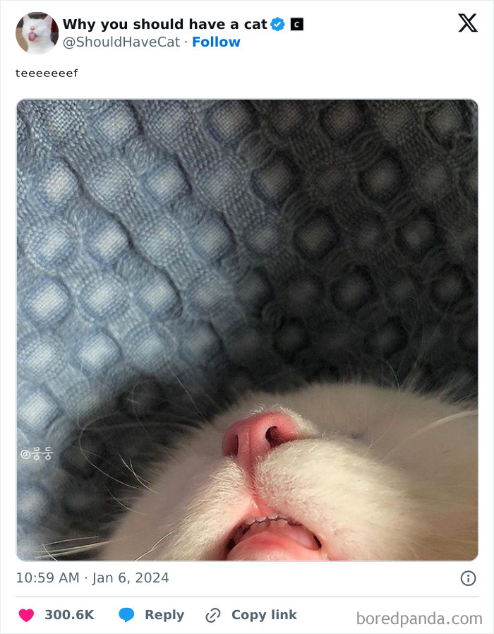 Reasons-Why-You-Should-Have-A-Cat