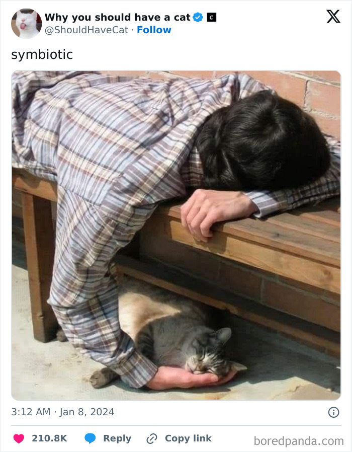 Reasons-Why-You-Should-Have-A-Cat