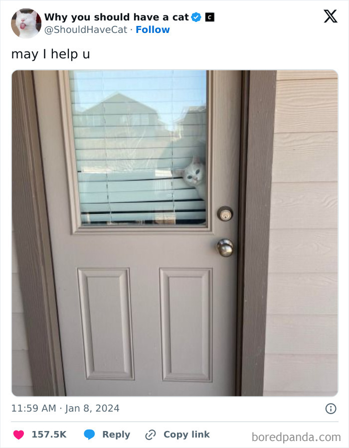 Reasons-Why-You-Should-Have-A-Cat