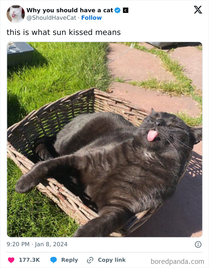 Reasons-Why-You-Should-Have-A-Cat