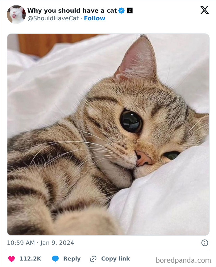 Reasons-Why-You-Should-Have-A-Cat