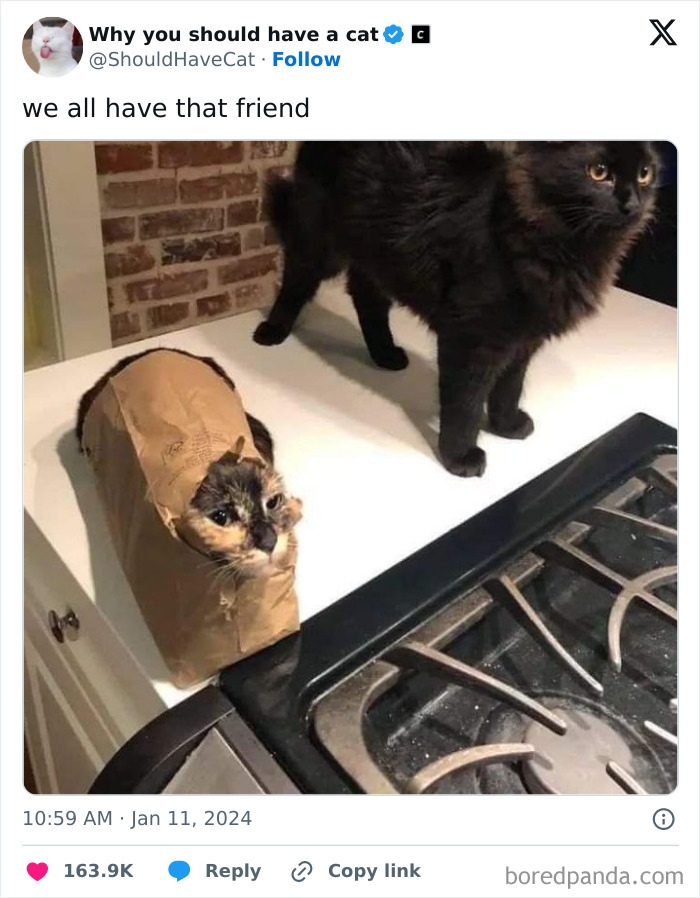 Reasons-Why-You-Should-Have-A-Cat