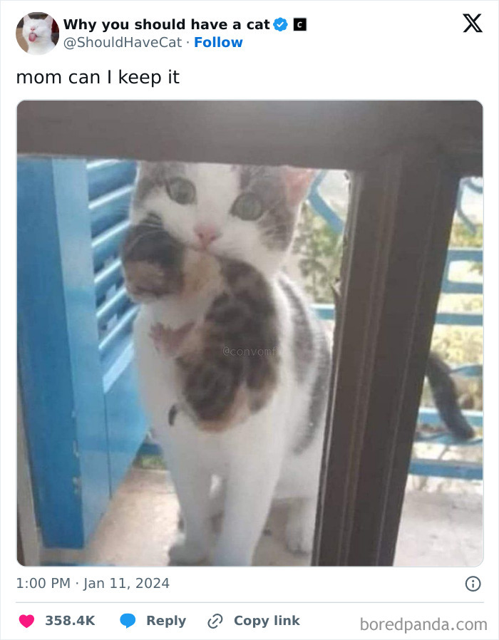 Reasons-Why-You-Should-Have-A-Cat