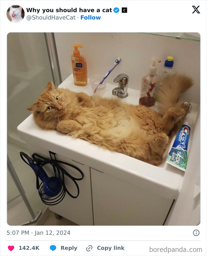 Reasons-Why-You-Should-Have-A-Cat